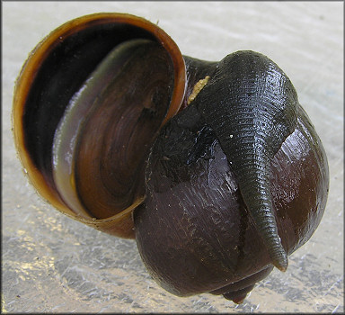 Pomacea canaliculata (Lamarck, 1822) With Leech And Leech Eggs