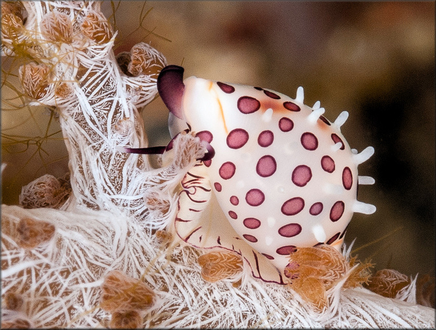 Margovula marginata (G. B. Sowerby I, 1828)