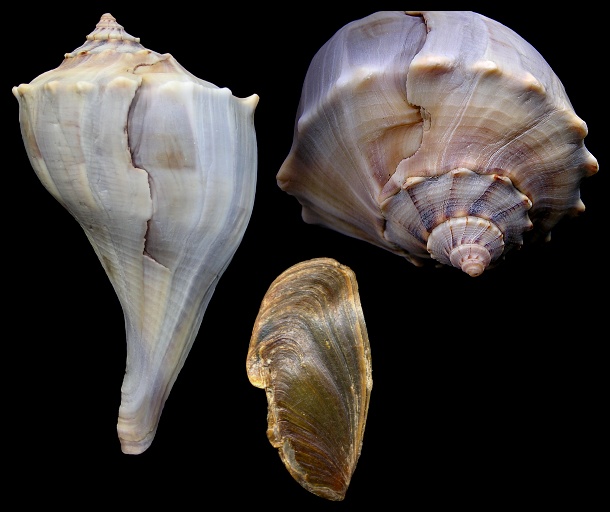 Busycon perversum (Linnaeus, 1758) Predator Damage