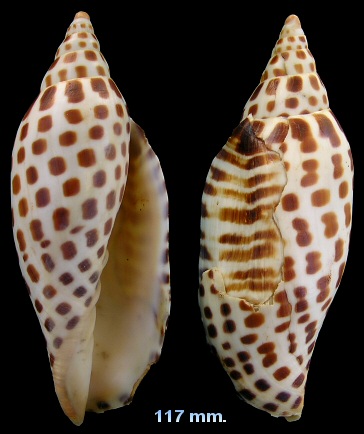 Scaphella junonia (Lamarck, 1804) Junonia