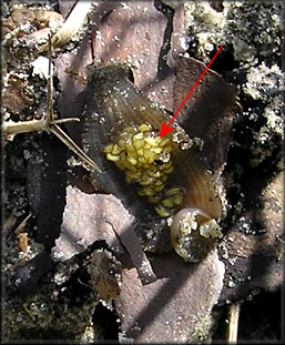 Pomacea canaliculata (Lamarck, 1822) With Leech And Juvenile Leeches