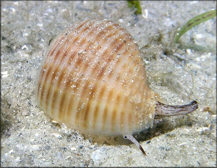 Tonna galea (Linnaeus, 1758) Giant Tun Juvenile In Situ