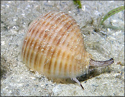 Tonna galea (Linnaeus, 1758) Giant Tun Juvenile In Situ