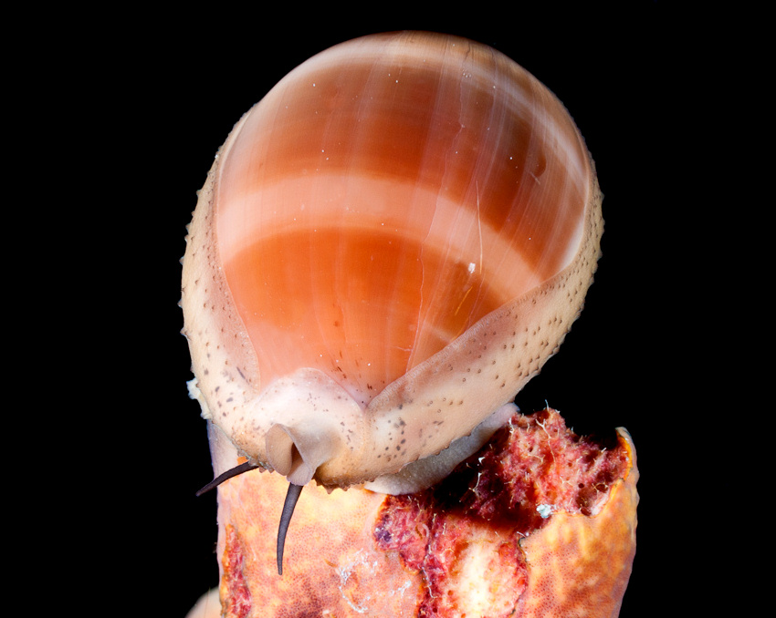 Luria cinerea (Gmelin, 1791) Atlantic Gray Cowrie