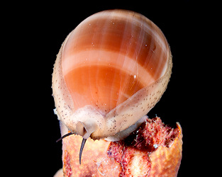 Luria cinerea (Gmelin, 1791) Atlantic Gray Cowrie