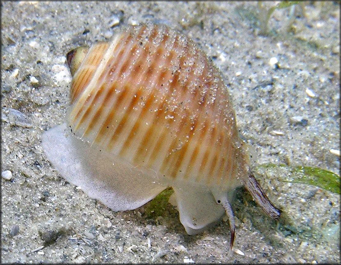 Tonna galea (Linnaeus, 1758) Giant Tun Juvenile In Situ