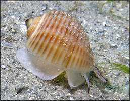 Tonna galea (Linnaeus, 1758) Giant Tun Juvenile In Situ