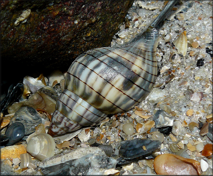 Cinctura hunteria (G. Perry, 1811) Eastern Banded Tulip In Situ