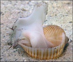 Tonna galea (Linnaeus, 1758) Giant Tun Juvenile In Situ