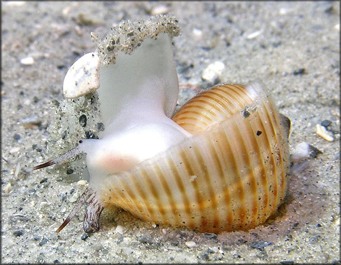 Tonna galea (Linnaeus, 1758) Giant Tun Juvenile In Situ