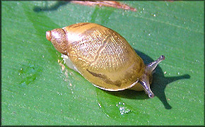 Oxyloma retusum (I. Lea, 1834) Blunt Ambersnail