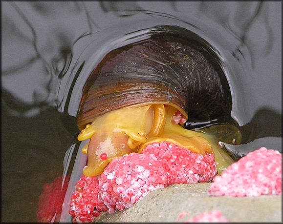 Pomacea canaliculata (Lamarck, 1822) Depositing Egg Clutch