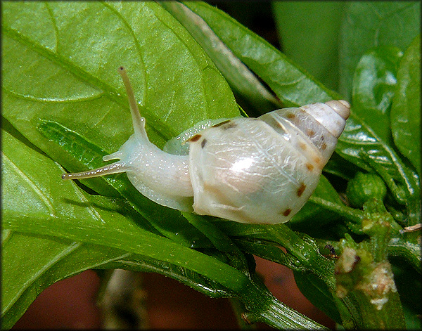 Drymaeus dormani (W. G. Binney, 1857) Manatee Treesnail