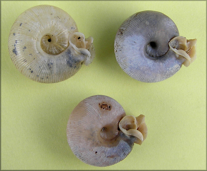 Empty Daedalochila auriculata Shells From Turnbull Creek Bridge 