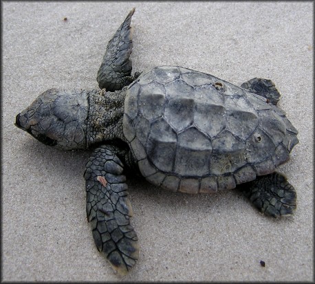 Caretta caretta (Linnaeus, 1758) Atlantic Loggerhead Turtle