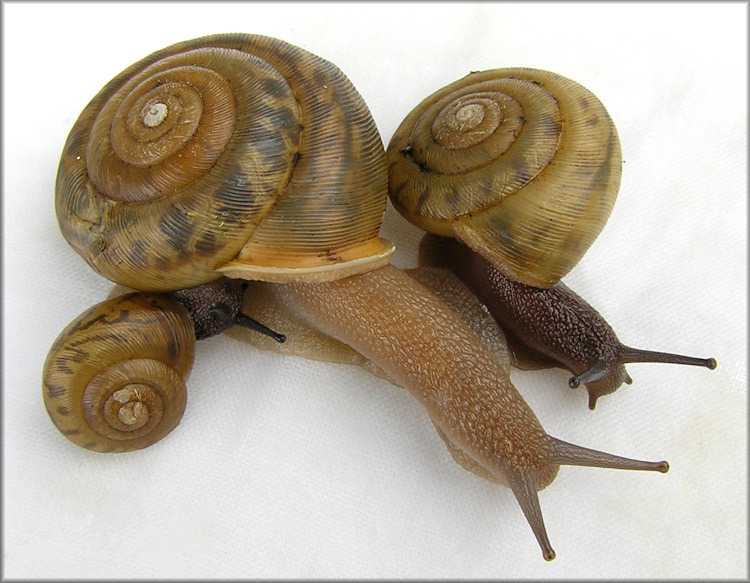 Appalachina chilhoweensis (Lewis, 1870) Queen Crater Adult And Juveniles