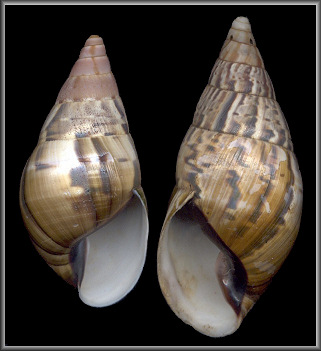 Dextral Corona perversa (Swainson, 1820)