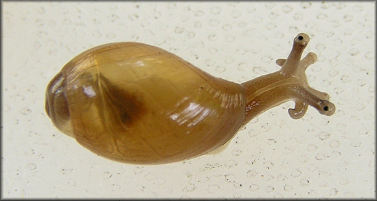 Euglandina rosea (Frussac, 1821) Juvenile