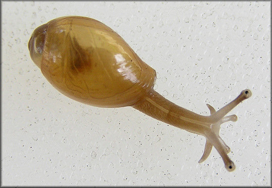 Euglandina rosea (Frussac, 1821) Juvenile