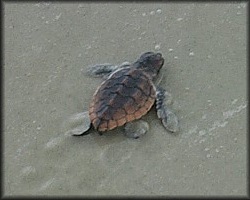 Caretta caretta (Linnaeus, 1758) Atlantic Loggerhead Turtle