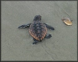 Caretta caretta (Linnaeus, 1758) Atlantic Loggerhead Turtle