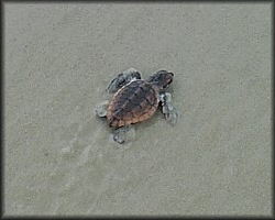 Caretta caretta (Linnaeus, 1758) Atlantic Loggerhead Turtle