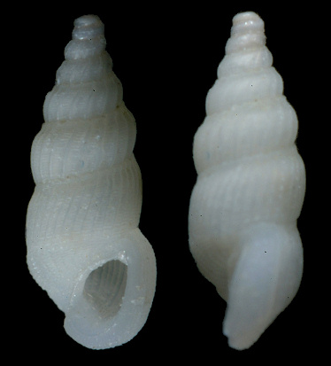 Ailinzebina elegantissima (d’Orbigny, 1842)
