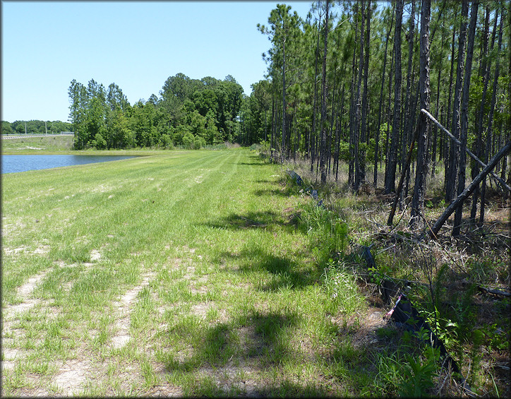 Daedalochila habitat looking east towards Interstate 295 with the retention pond on the left (5/9/2010)