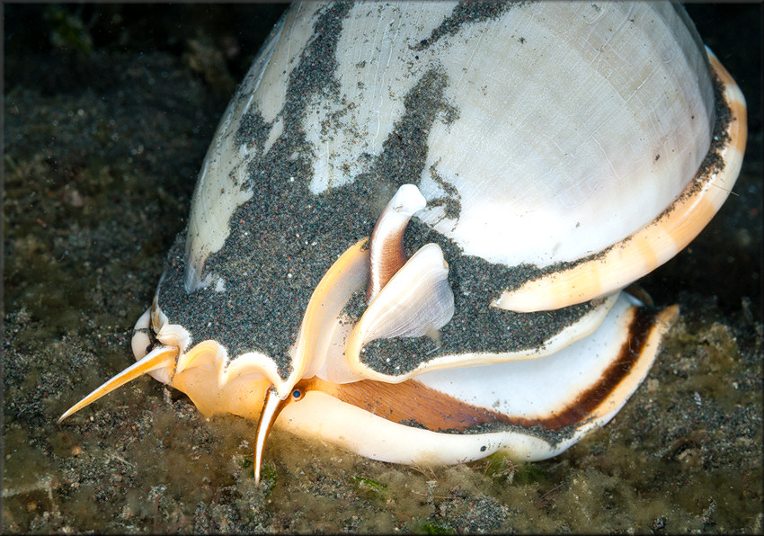 Phalium glaucum (Linnaeus, 1758)