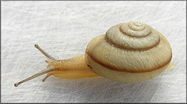 Bradybaena similaris (Férussac, 1821)