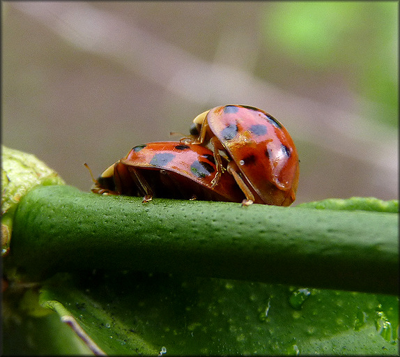 Asian Lady Beetle [Harmonia axyridis]