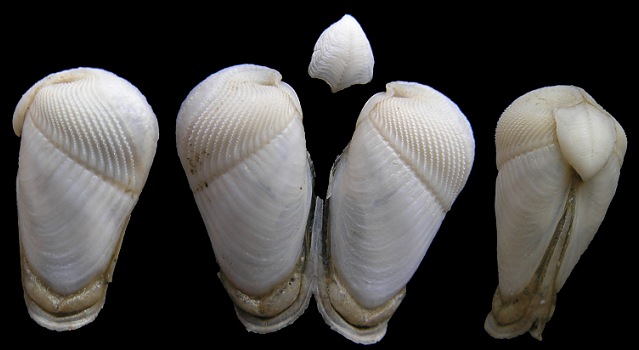 Martesia cuneiformis (Say, 1822) Wedge Piddock