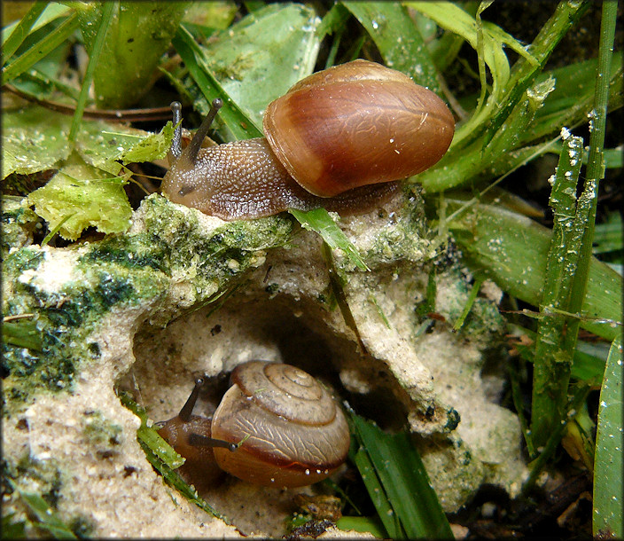 Bradybaena similaris (Frussac, 1821) In Situ