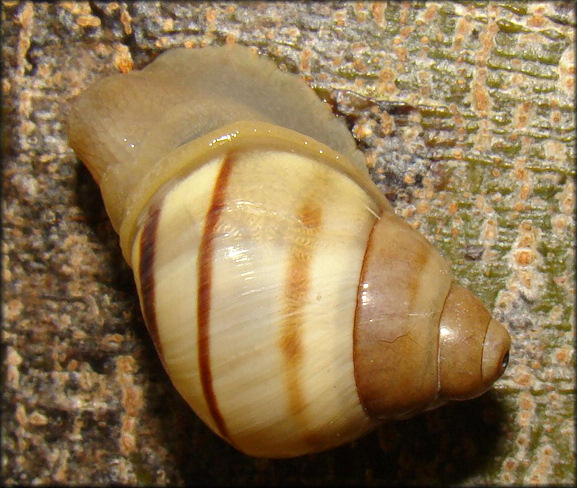 Orthalicus floridensis Pilsbry, 1891 Recent Hatchling