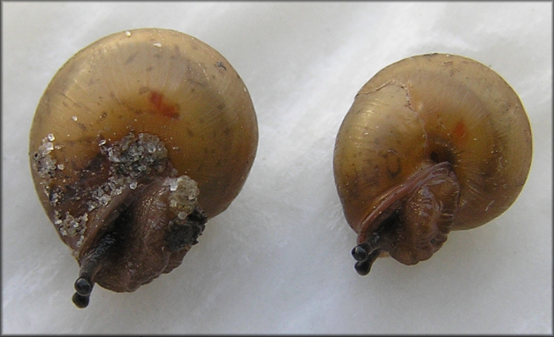 Praticolella mobiliana (I. Lea, 1841) Choctaw Scrubsnail