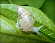 Drymaeus dormani (W. G. Binney, 1857) Manatee Treesnail