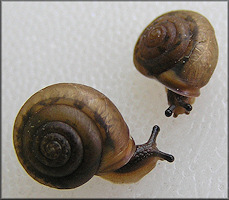 Praticolella mobiliana (I. Lea, 1841) Choctaw Scrubsnail