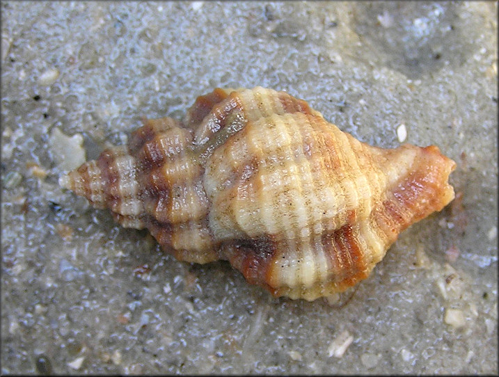 Urosalpinx cinerea (Say, 1822) Atlantic Oyster Drill