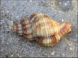 Urosalpinx cinerea (Say, 1822) Atlantic Oyster Drill