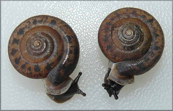 Live Daedalochila auriculata (Say, 1818) From Near Turnbull Creek Bridge 11/7/2008