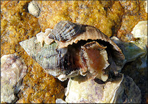 Stramonita haemastoma (Linnaeus, 1767) Florida Rocksnail