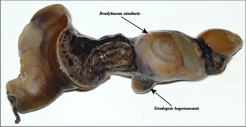 Euglandina rosea (Frussac, 1821) Gut Showing Swallowed Prey