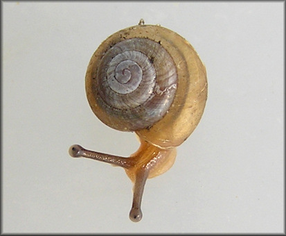 Praticolella jejuna (Say, 1821) Florida Scrubsnail