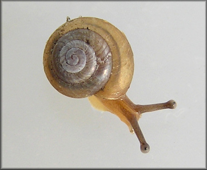 Praticolella jejuna (Say, 1821) Florida Scrubsnail