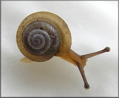 Praticolella jejuna (Say, 1821) Florida Scrubsnail