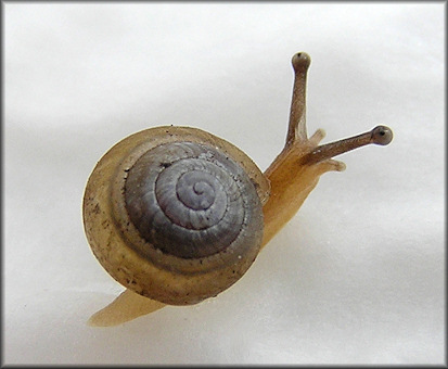 Praticolella jejuna (Say, 1821) Florida Scrubsnail