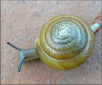 Ventridens collisella (Pilsbry, 1896) Sculptured Dome