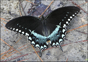 Spicebush Swallowtail [Papilio troilus]