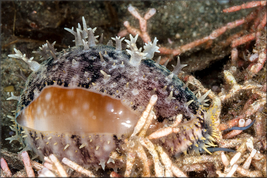 Lyncina vitellus (Linnaeus, 1758)