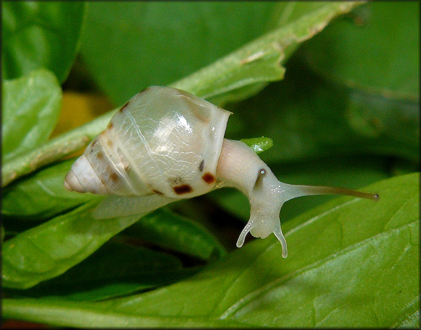 Drymaeus dormani (W. G. Binney, 1857) Manatee Treesnail